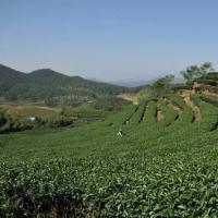 茶史钩沉 | 走进古镇斜滩，去寻觅那一段久远而辉煌的茶文化